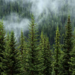 Carbon offsetting – can big business do it right?