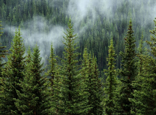 Carbon offsetting – can big business do it right?