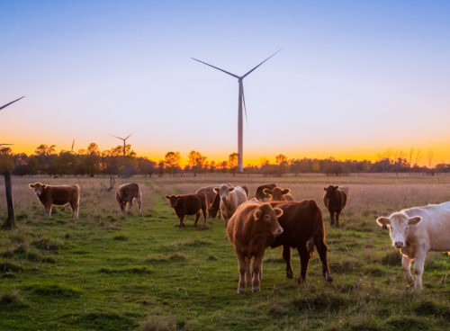 March - Morrisons to be completely supplied by net zero farms by 2030