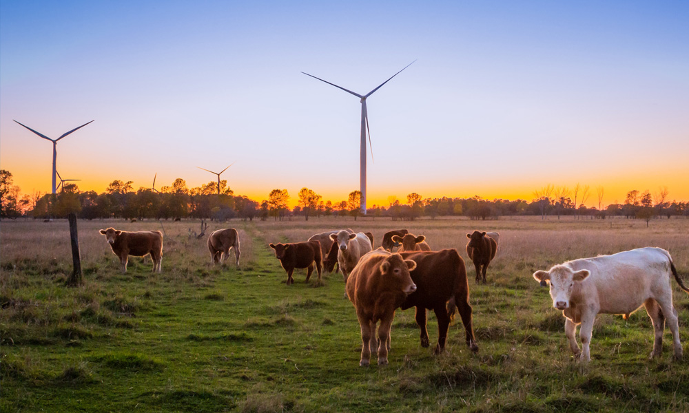 March - Morrisons to be completely supplied by net zero farms by 2030