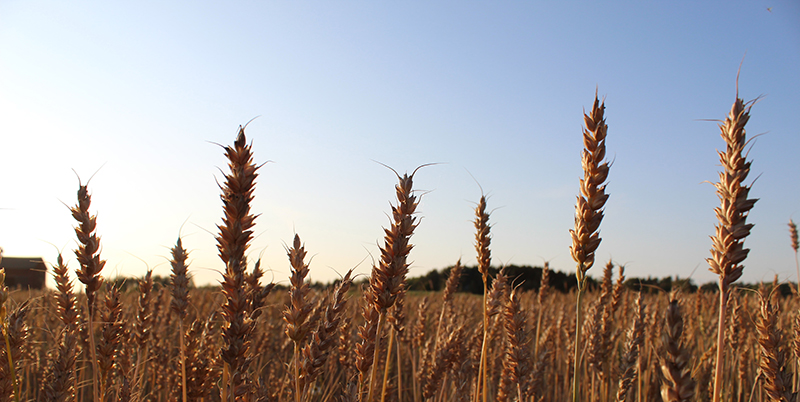 Food and Drink Federation launches ambition to reach net zero by 2040