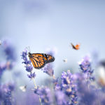 Where are we on the Environmental Bill with 6 months until COP26?