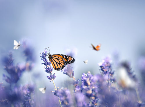 Where are we on the Environmental Bill with 6 months until COP26?