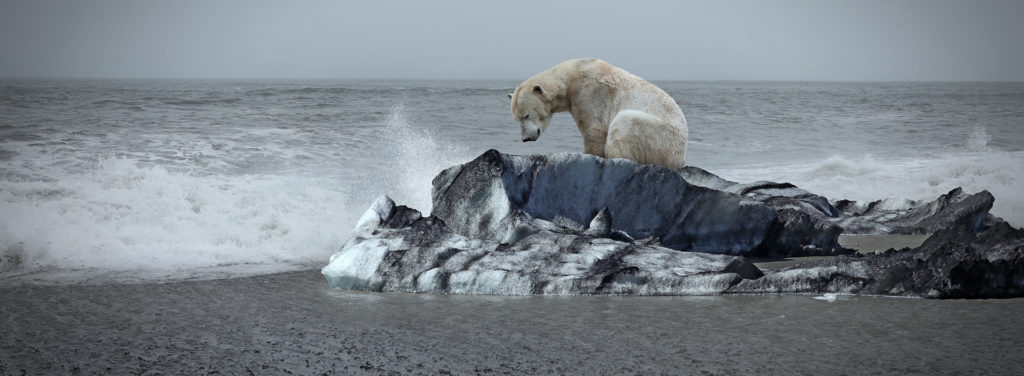Combating Climate Change with net zero news and tools