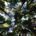 FTSE 100 companies are increasingly making environment, social and governance ESG measures a condition of executive remuneration