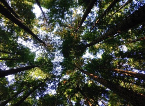 FTSE 100 companies are increasingly making environment, social and governance ESG measures a condition of executive remuneration